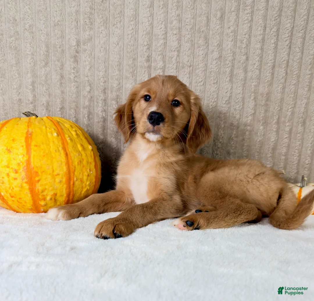 Golden Retriever dogs for sale: Draco - Ad 2