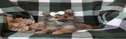 Pomeranian dogs for sale: Jennae - Ad 9