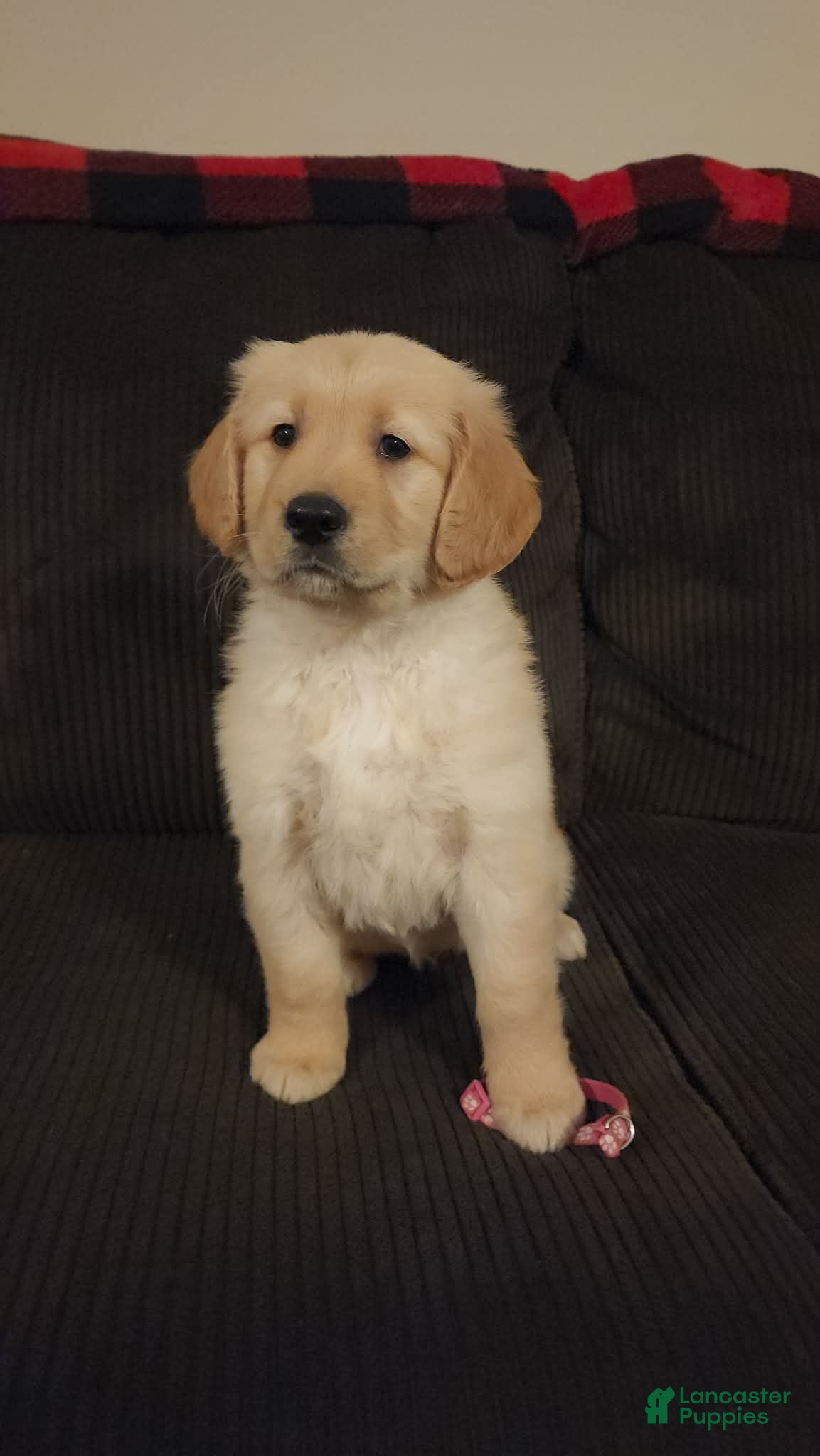 Golden Retriever dogs Candy - Ad 10