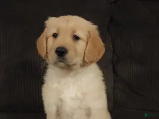 Golden Retriever dogs Candy - Ad 10