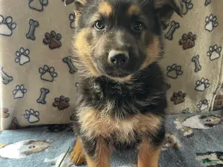 German Shepherd dogs Sadie - Ad 9