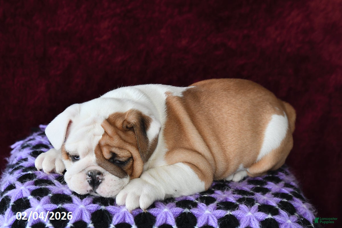 English Bulldog dogs Macey - Ad 19