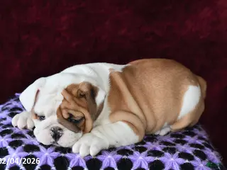 English Bulldog dogs Macey - Ad 19