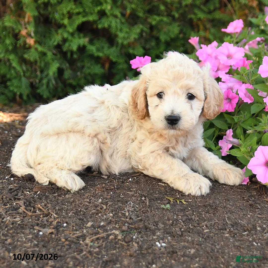 Mini Goldendoodle dogs for sale: Rex - Ad 2