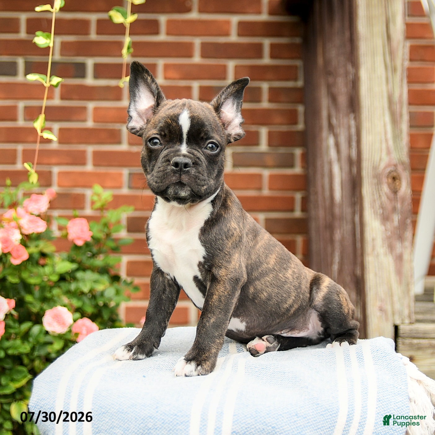 Frenchton dogs Dustin - Ad 1