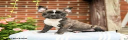 Frenchton dogs for sale: Dustin - Ad 1
