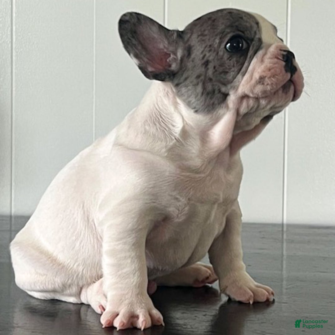 French Bulldog dogs for sale: Omar - Ad 6