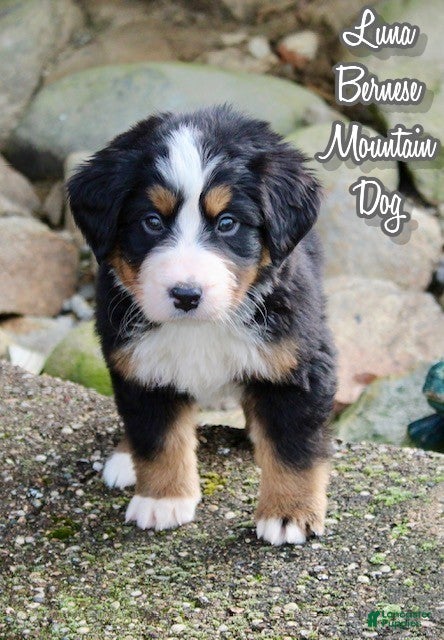 Bernese Mountain Dog dogs Luna - Ad 25