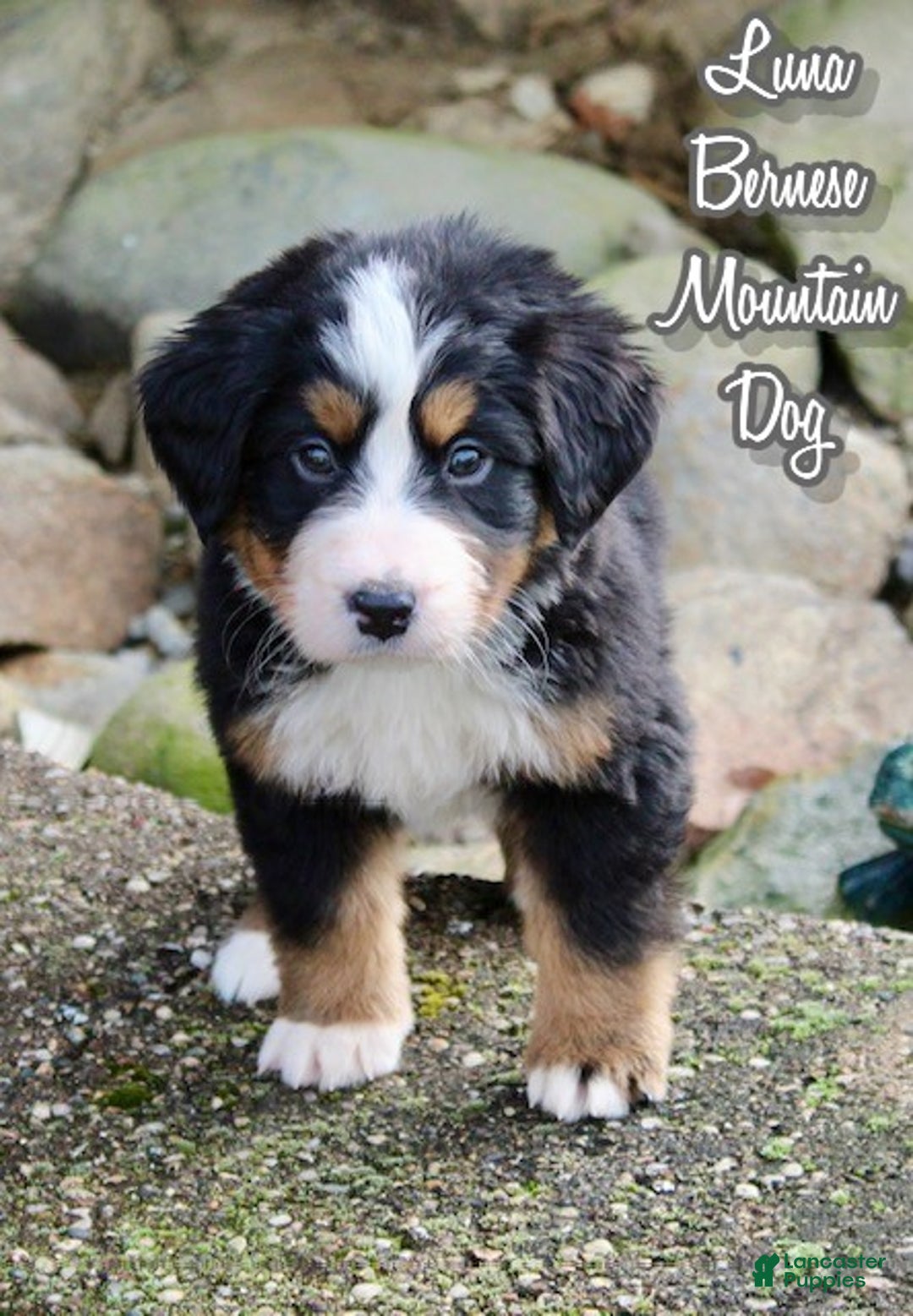Bernese Mountain Dog dogs for sale: Luna - Ad 1