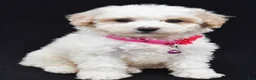 Miniature Poodle dogs for sale: Alice  - Ad 8