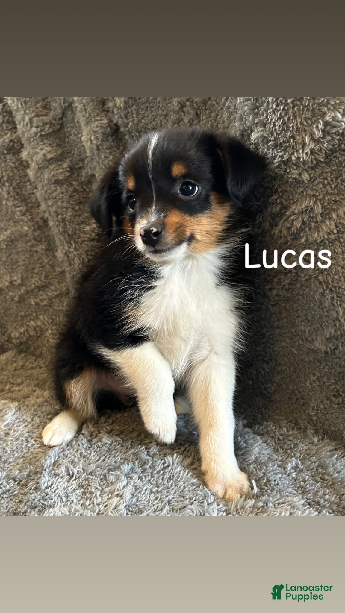 Miniature Australian Shepherd dogs Lucas - Ad 28