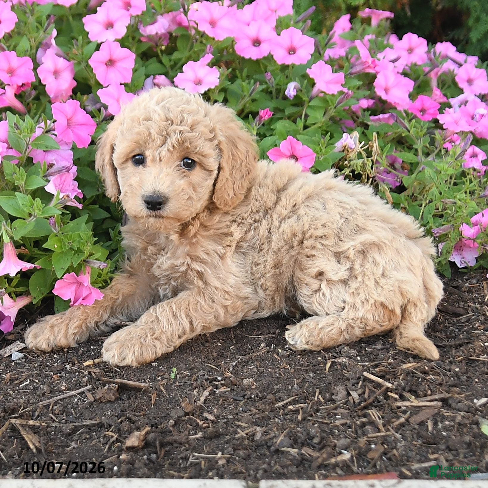 Mini Goldendoodle dogs Pip  - Ad 2