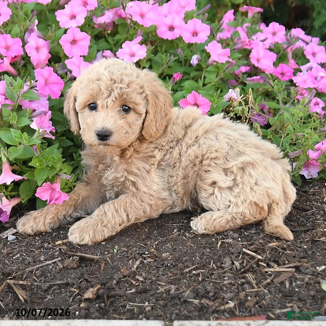 Mini Goldendoodle dogs for sale: Pip  - Ad 2
