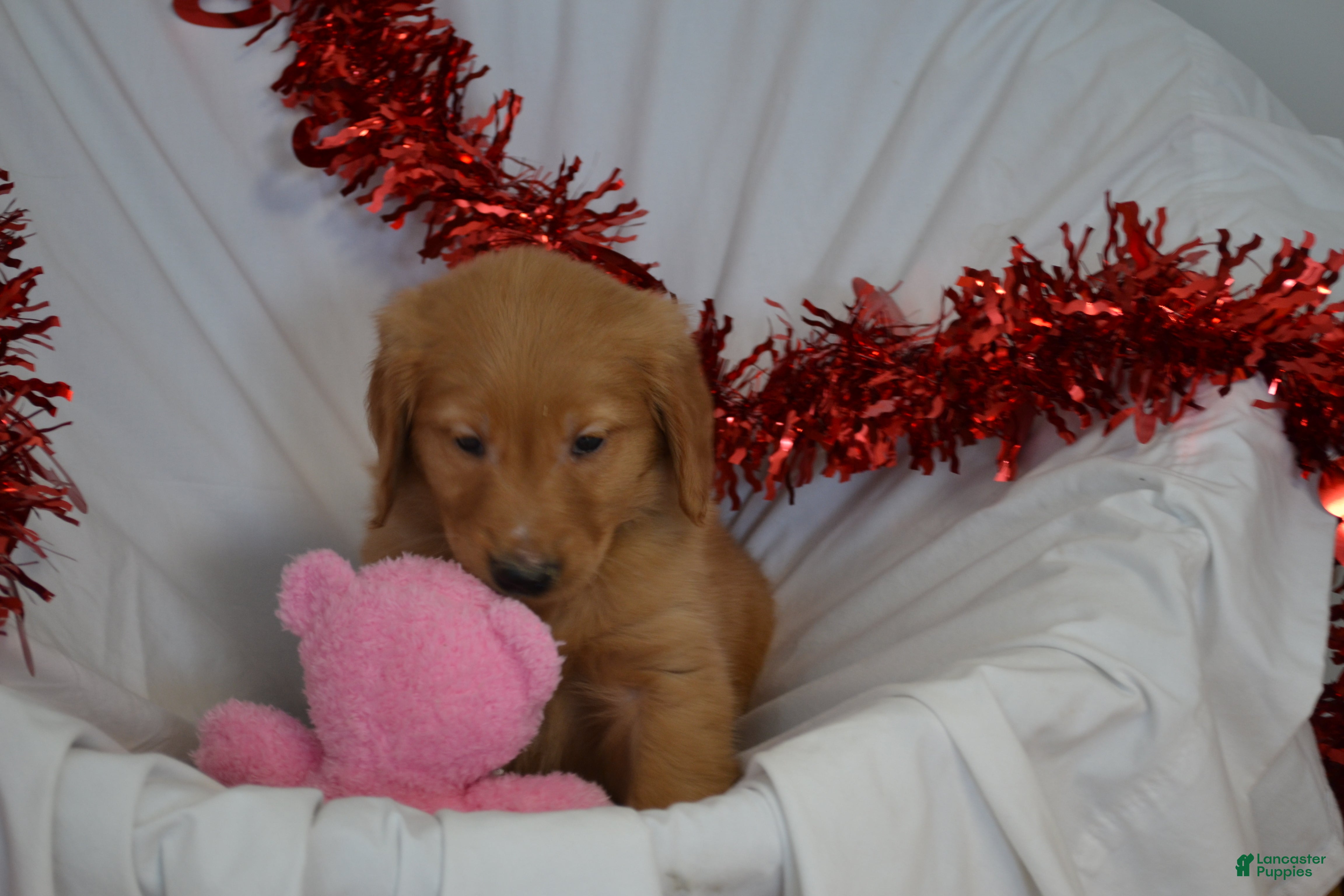 Golden Retriever dogs Archie - Ad 14