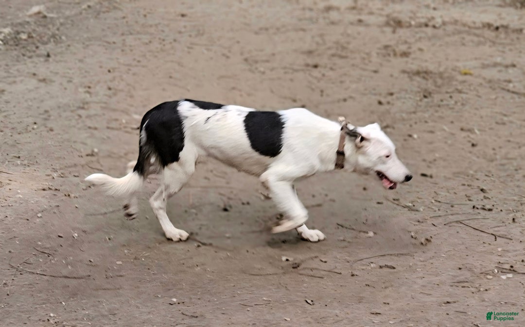 Border Collie dogs for sale: Dreami (Runt) - Ad 2