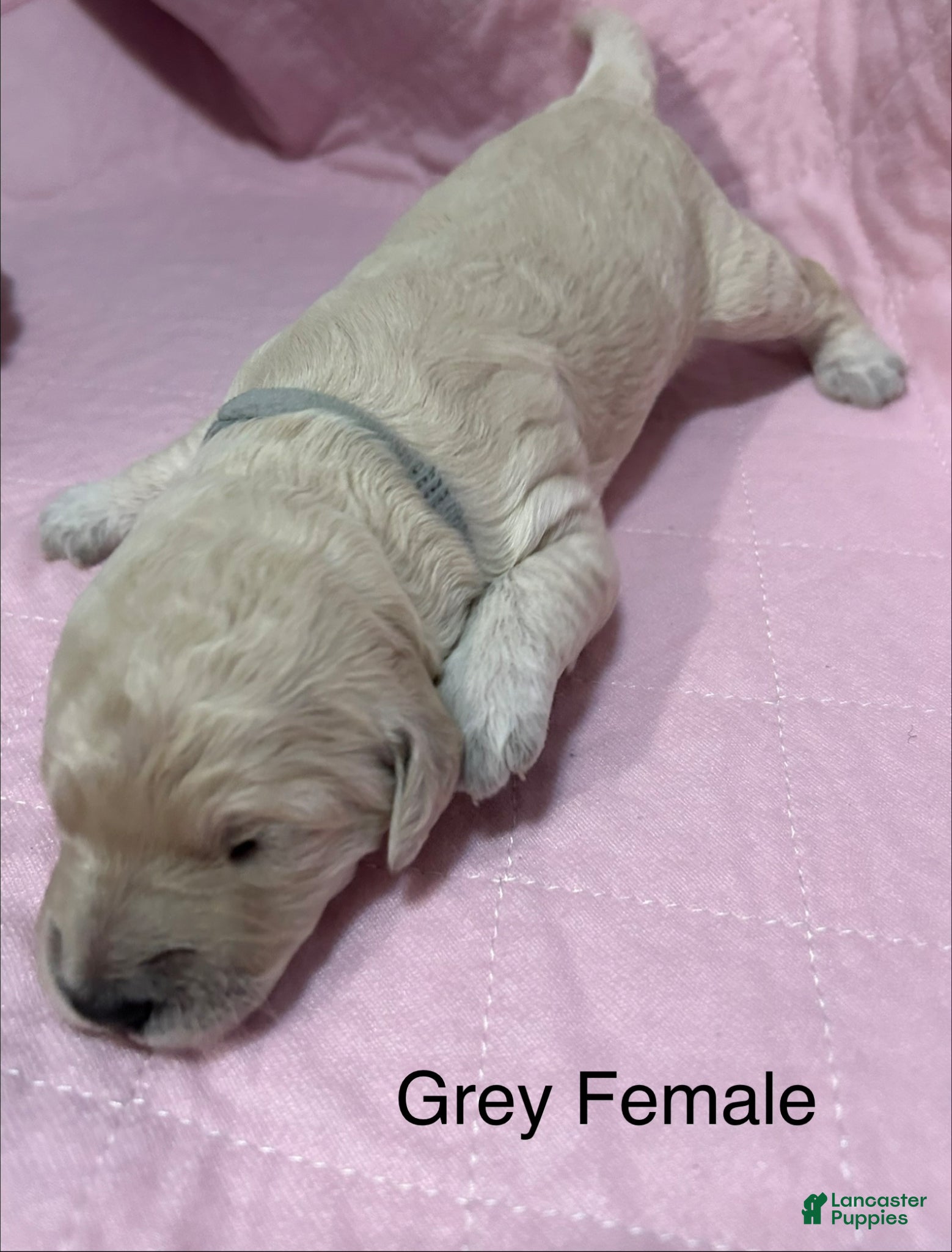 Goldendoodle dogs Grey Female Goldendoodle  - Ad 15