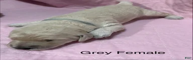 Grey Female Goldendoodle 