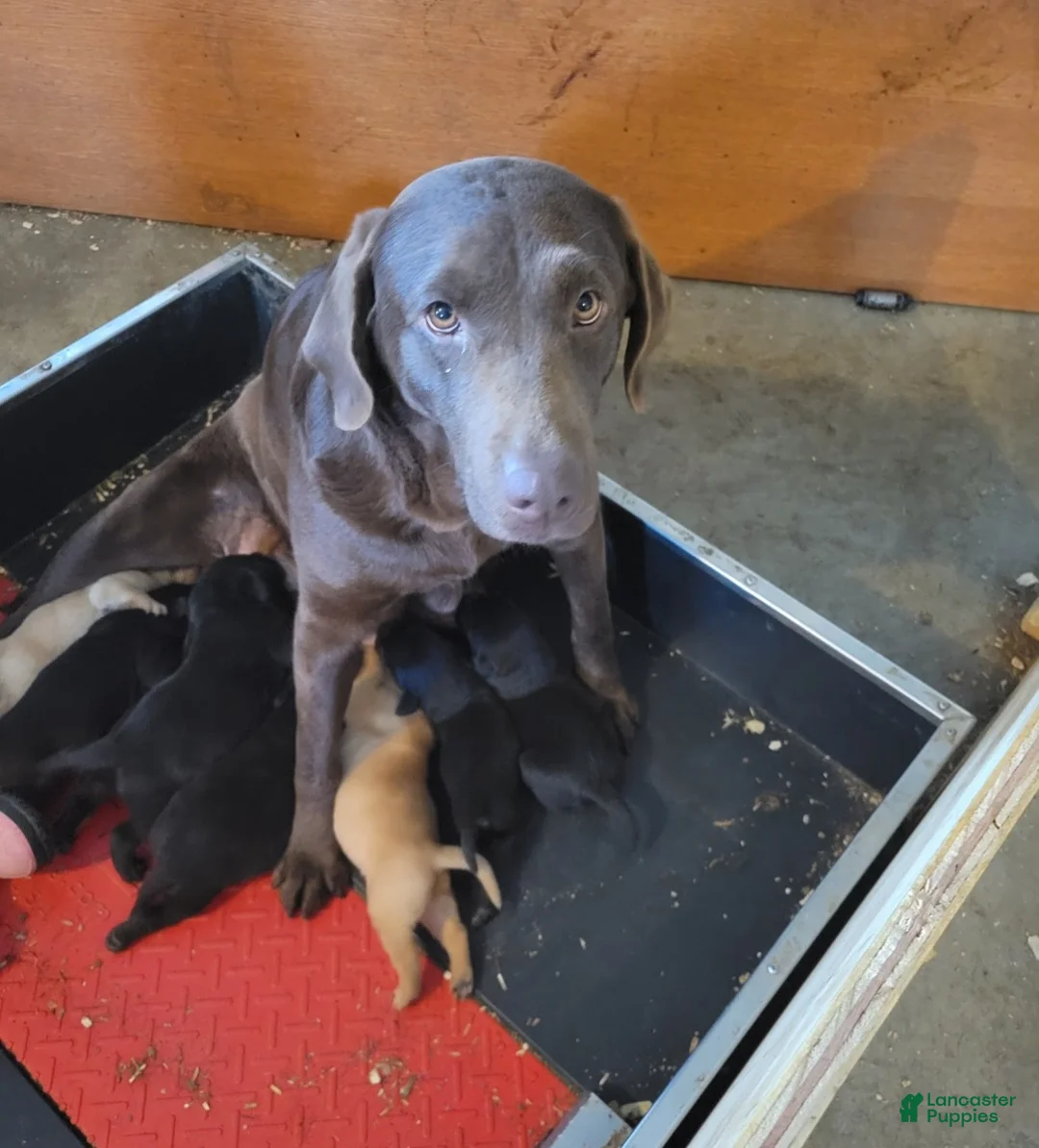 Labrador Retriever dogs for sale: Bella - Ad 5