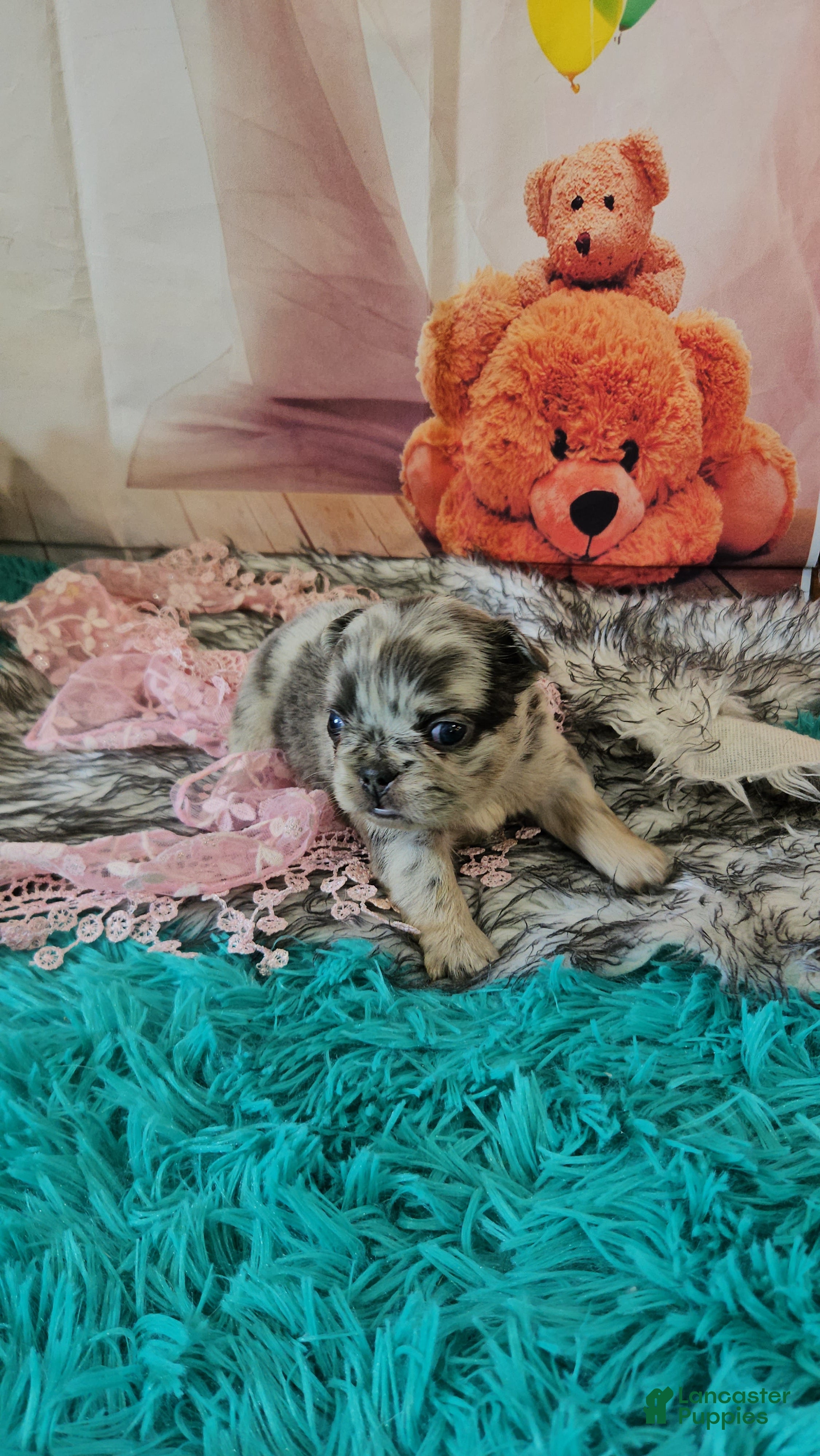 French Bulldog dogs French Bulldog Puppy 7 - Ad 1