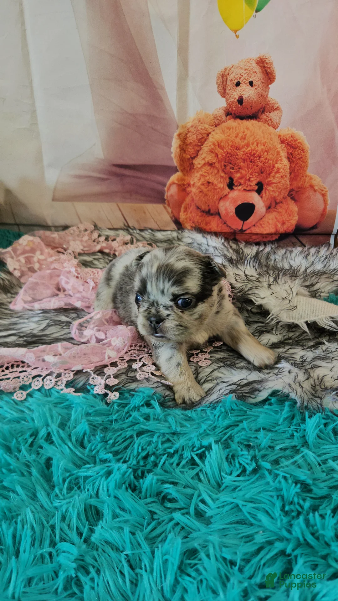 French Bulldog dogs for sale: French Bulldog Puppy 7 - Ad 1