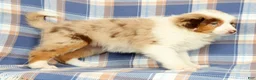 Australian Shepherd dogs for sale: Missy - Ad 5