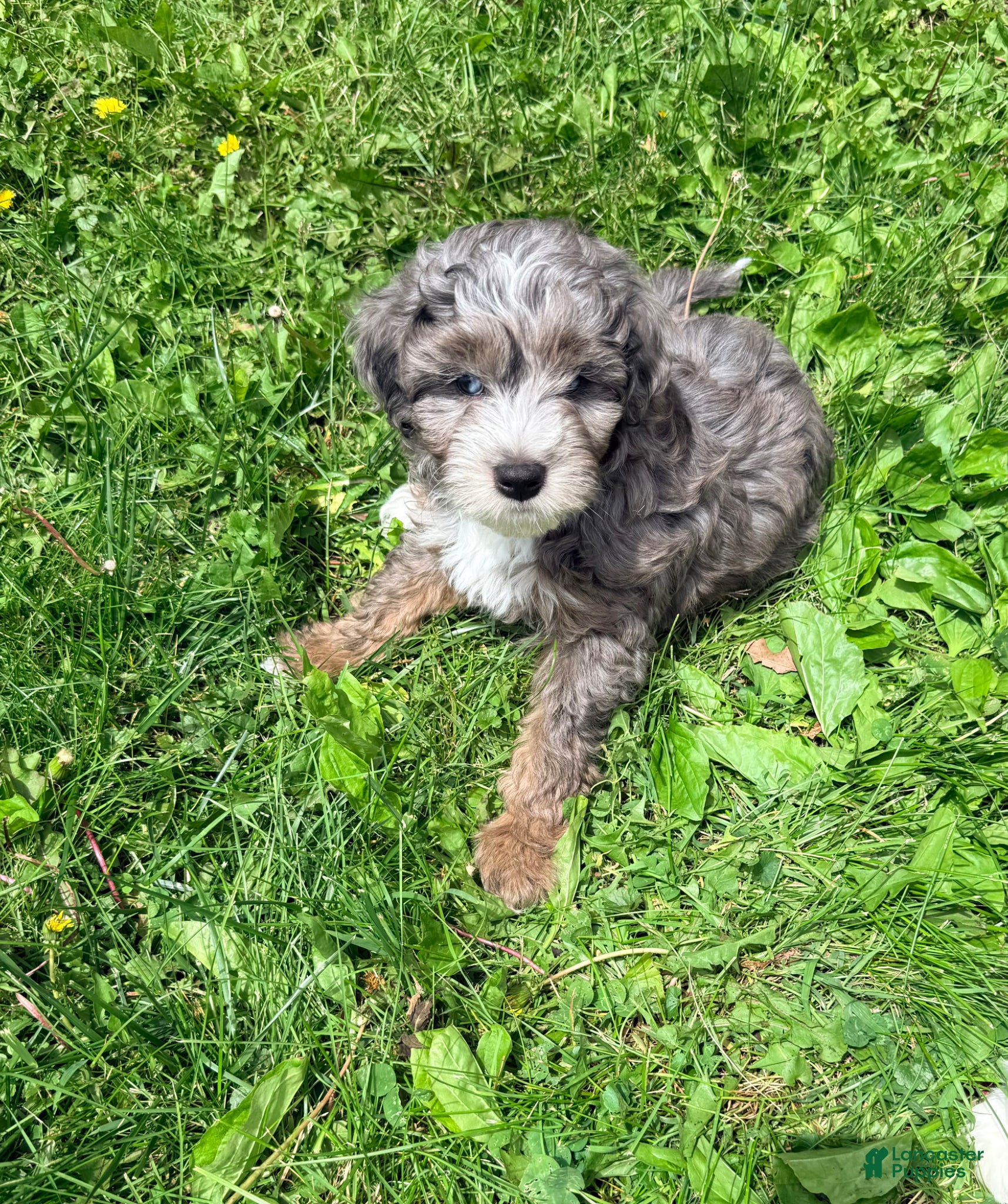 Mini Aussiedoodle dogs Sammy - Ad 1
