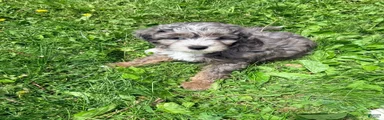 Sammy