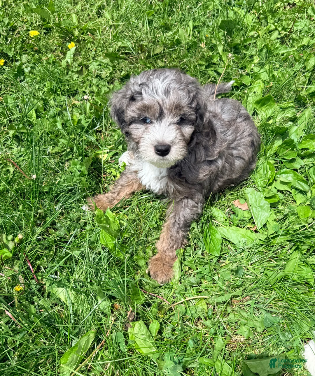 Mini Aussiedoodle dogs for sale: Sammy - Ad 1