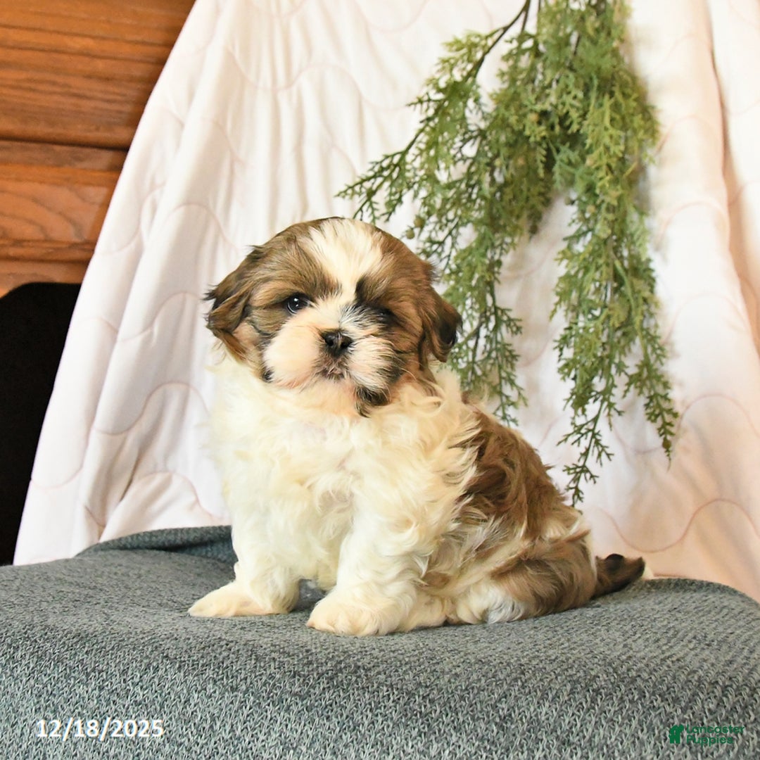 Shih Tzu dogs for sale: Champ  - Ad 3