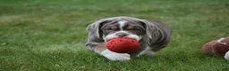 Beabull dogs for sale: Bubba - Ad 6
