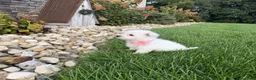 West Highland Terrier dogs for sale: Amanda - Ad 4