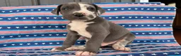 Great Dane dogs for sale: Pringles Great Dane  - Ad 2