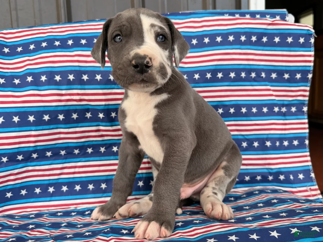 Great Dane dogs for sale: Pringles Great Dane  - Ad 2