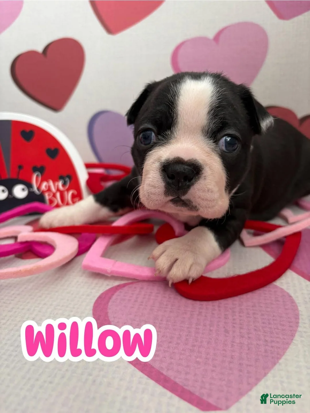 Boston Terrier dogs for sale: Boston Terrier Puppy 2 - Ad 2