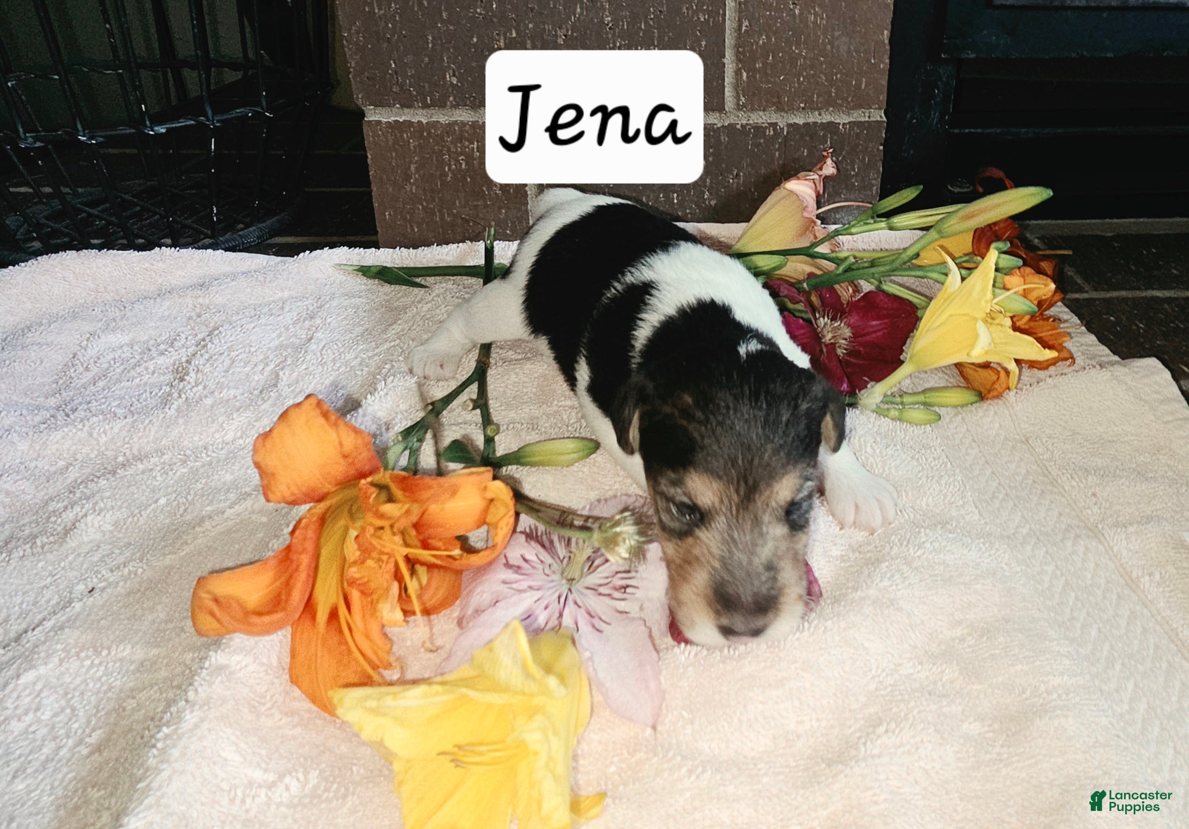 Wire Fox Terrier dogs (Jena) Wire Fox Terrier 3 - Ad 1