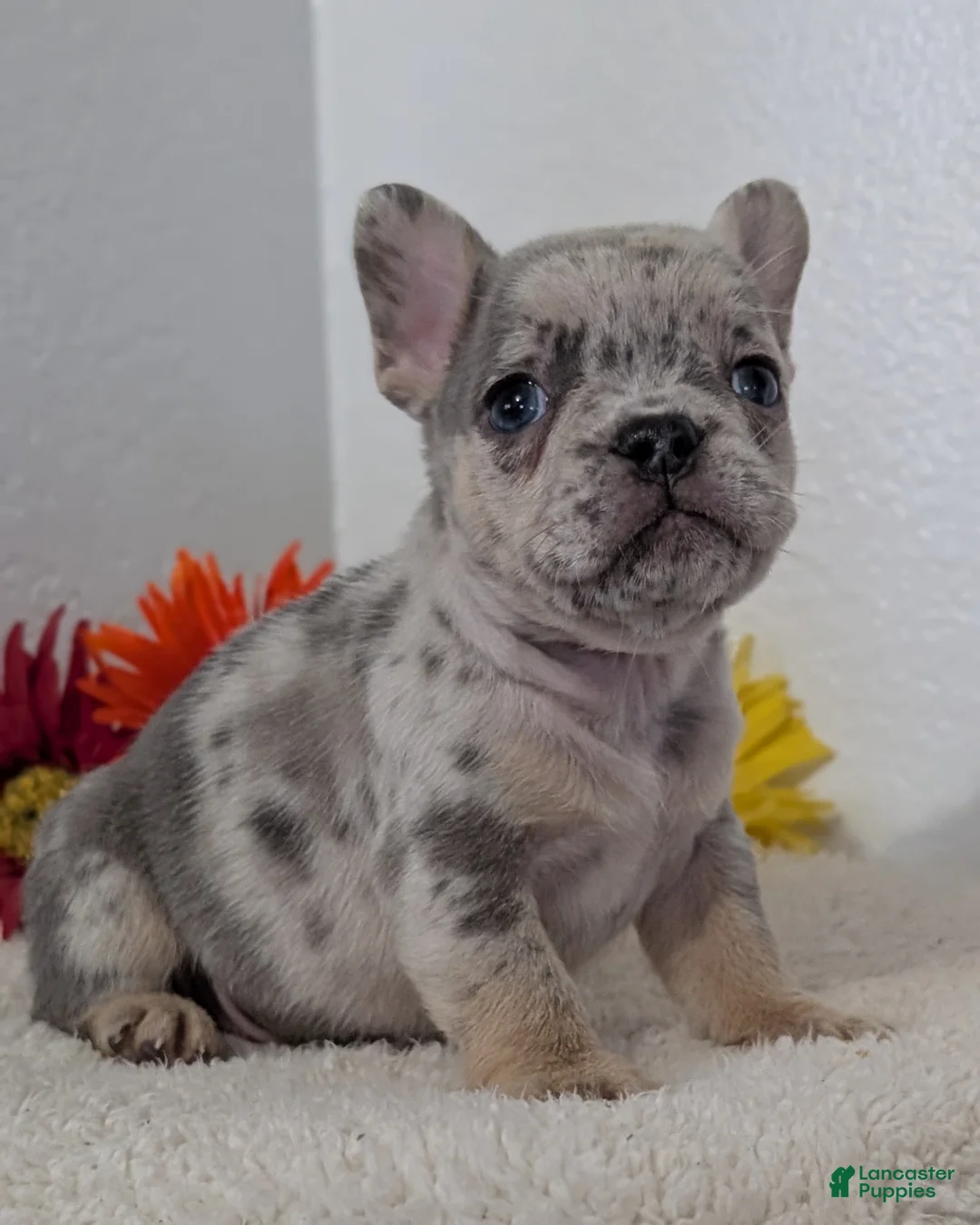 French Bulldog dogs for sale: Tripp - Ad 2