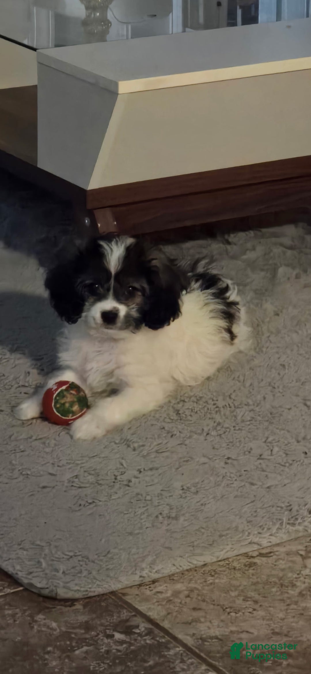 Shihpoo dogs for sale: Shihpoo Puppy  - Ad 1