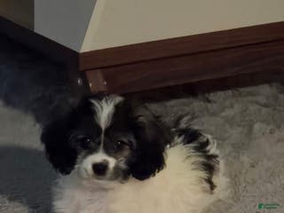 Shihpoo dogs Shihpoo Puppy - Ad 35