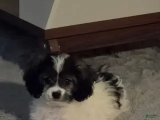 Shihpoo dogs Shihpoo Puppy - Ad 33