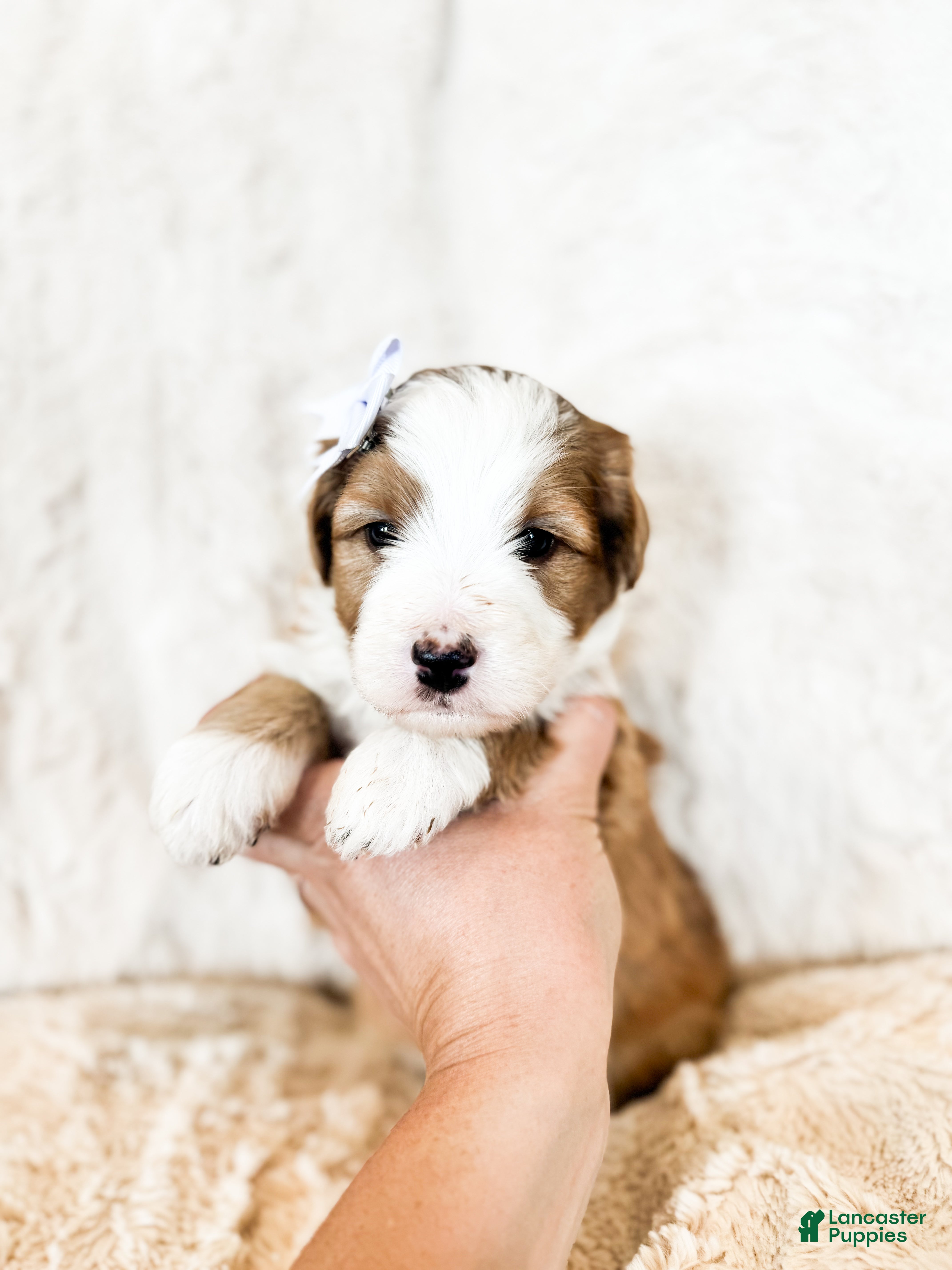 Bernedoodle dogs 'Darla' Purple Collar Female Medium Bernedoodle - Ad 2