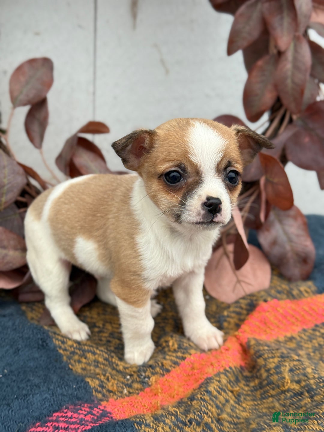 Chihuahua dogs for sale: Buddy - Ad 8