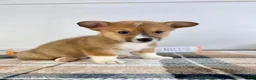 Welsh Corgi Pembroke dogs for sale: CKC MJ - Ad 2