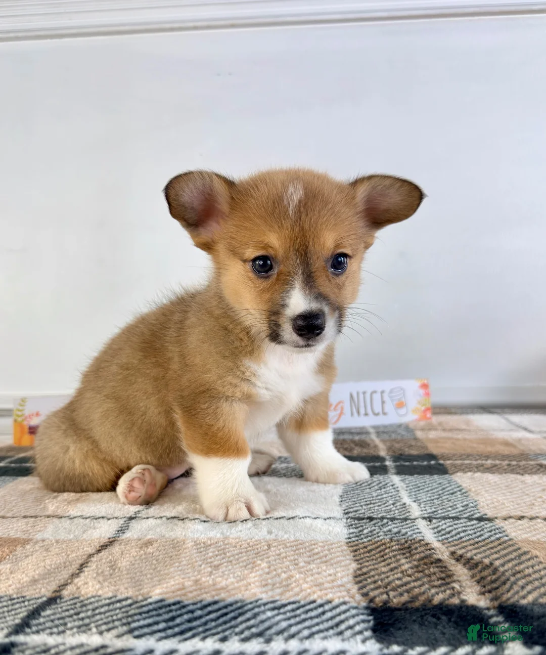 Welsh Corgi Pembroke dogs for sale: CKC MJ - Ad 2