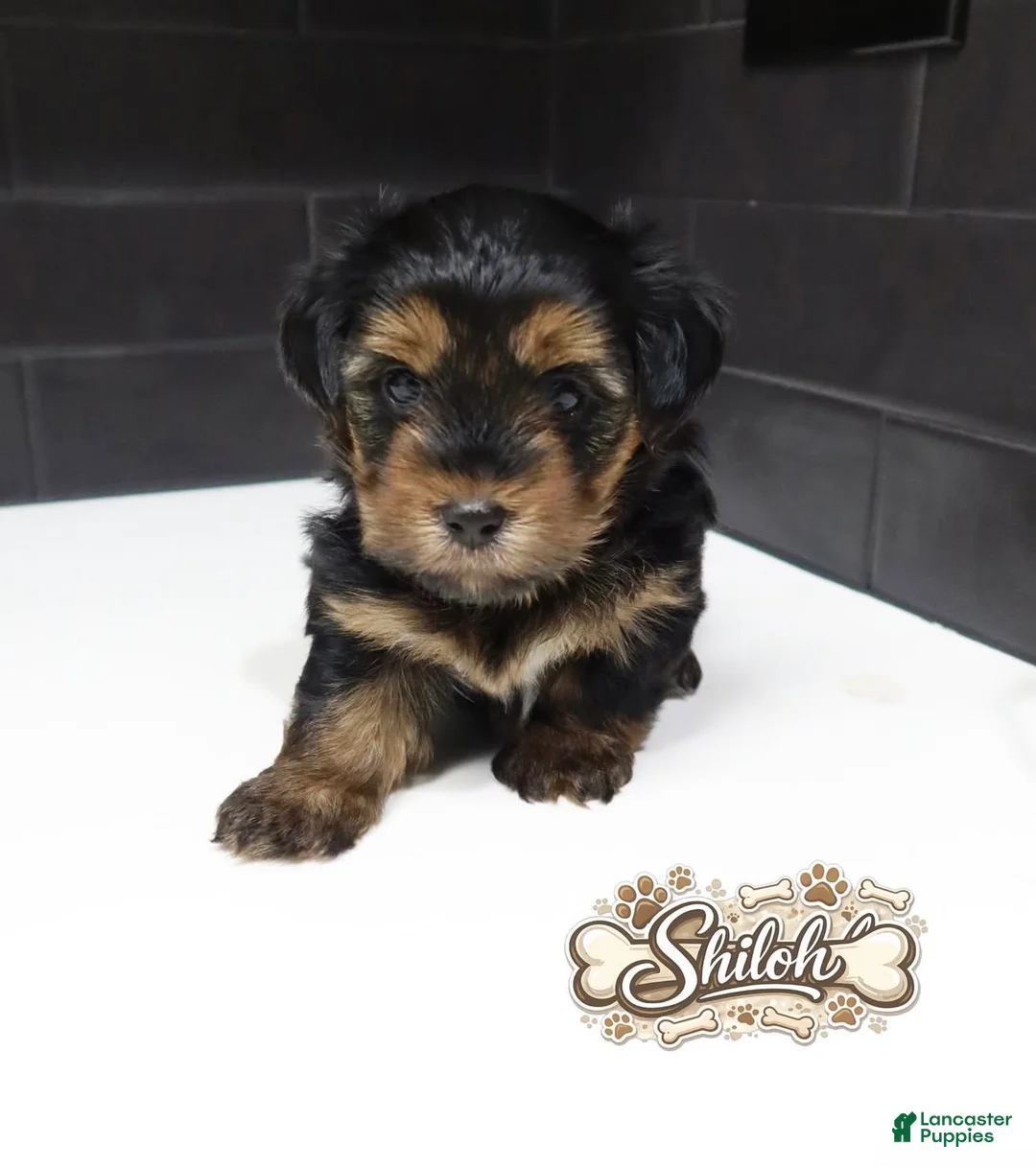 Shorkie dogs for sale: Shorkie 5 (Red Collar) - Ad 1