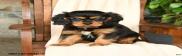 Cavalier King Charles Spaniel dogs for sale: Reese - Ad 5