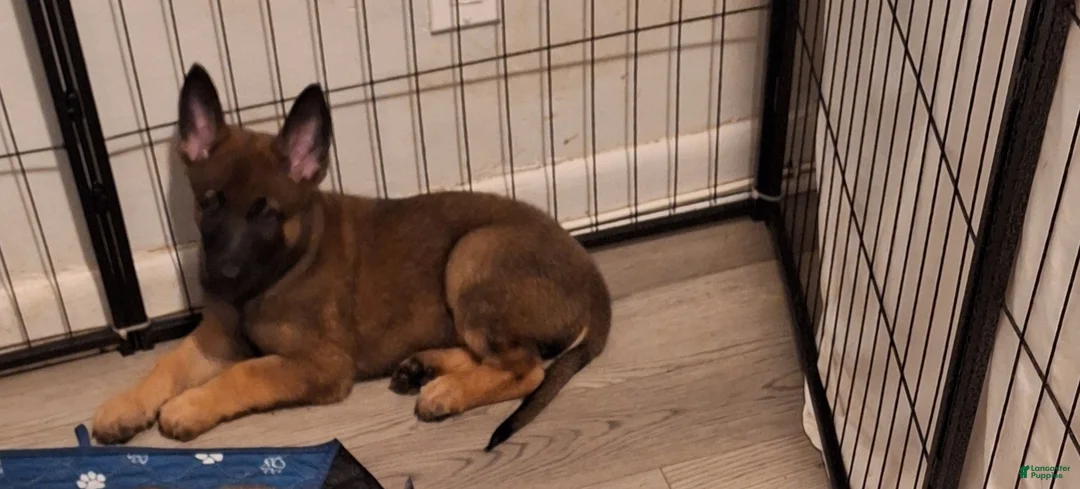 Mixed Breed dogs for sale: Mixed Breed Puppy 2 - Ad 1