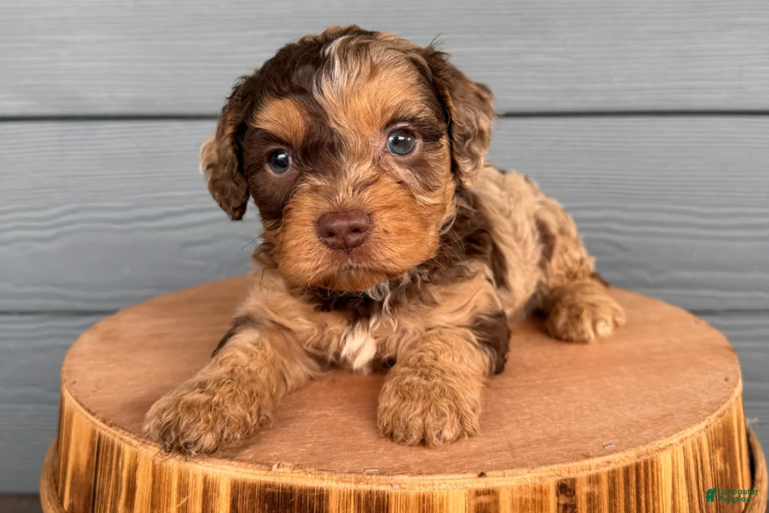 Cavapoo dogs for sale: Forrest - Ad 1