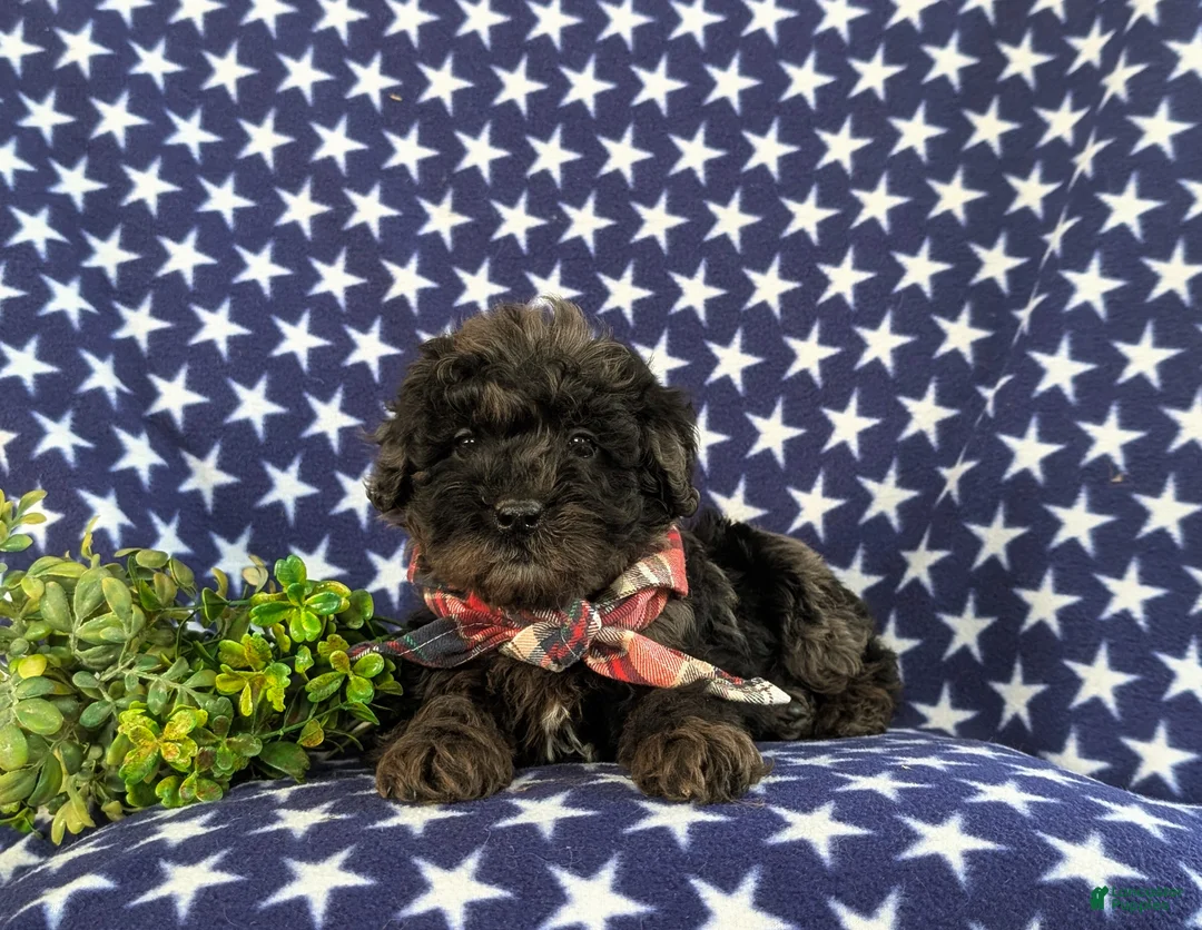 Cockapoo dogs for sale: Jasper Hypoallergenic - Ad 6