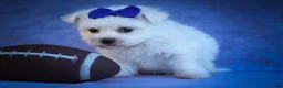 Maltese dogs for sale: Marley🐾 - Ad 11