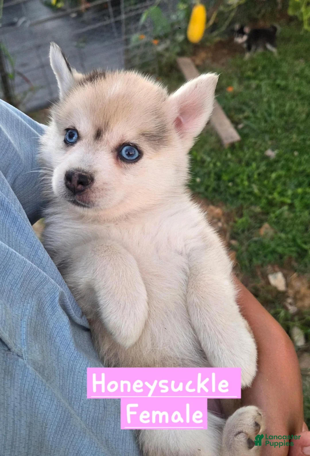 Pomsky dogs for sale: Honeysuckle  - Ad 1